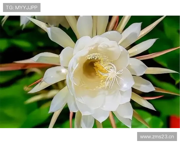 亚马尔：百年一遇的天赋还是被舆论高估的昙花一现？
